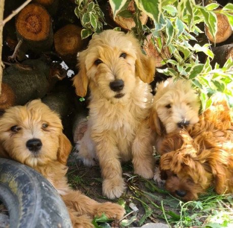 Golden retriever uszkár goldendoodle