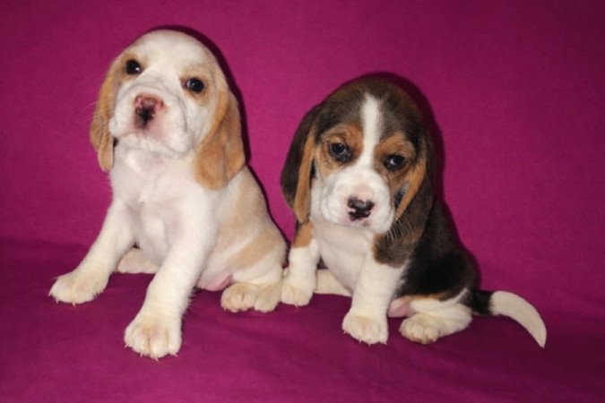 Beagle