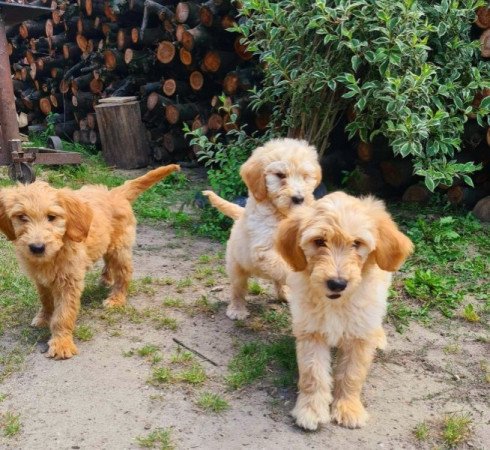 Golden retriever uszkár goldendoodle