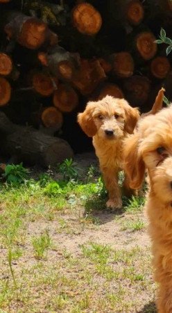 Golden retriever uszkár goldendoodle