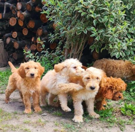 Golden retriever uszkár goldendoodle