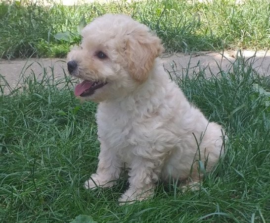 Maltipoo