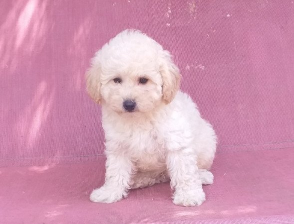 Maltipoo