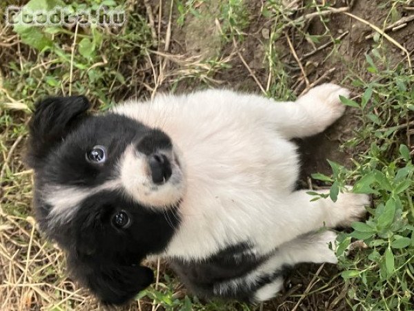 Fekete fehér Border Collie 06705977515