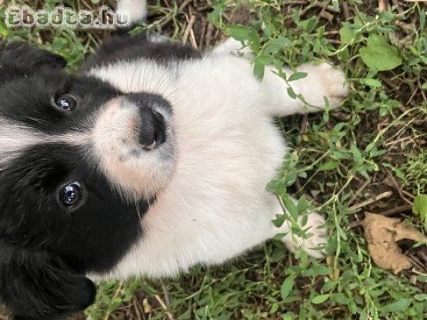 Fekete fehér Border Collie 06705977515