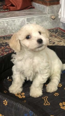 Bichon Havanese