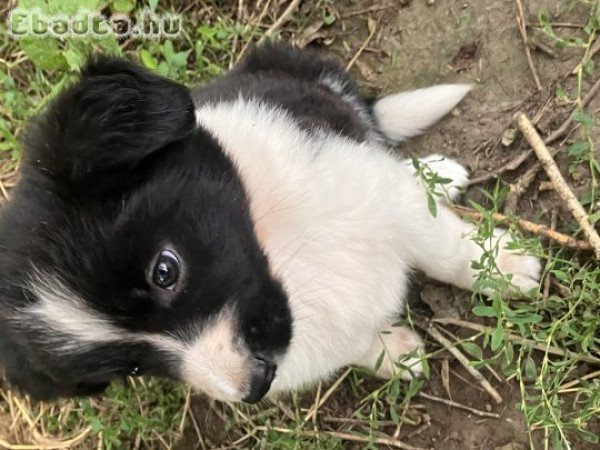 Fekete fehér Border Collie 06705977515