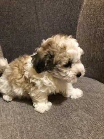 Bichon Havanese