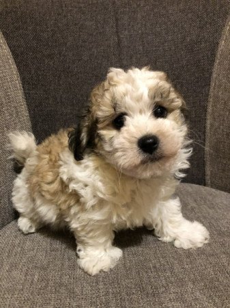 Bichon Havanese