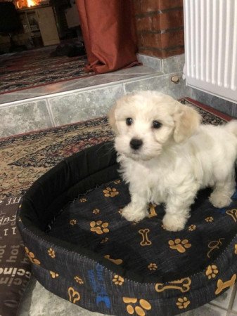 Bichon Havanese
