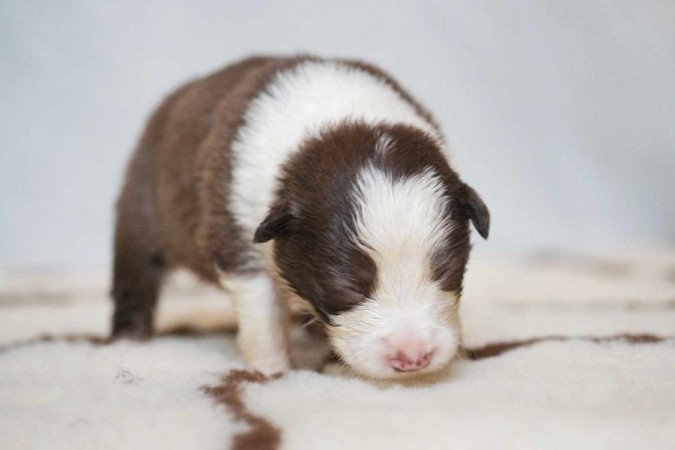 Border Collie