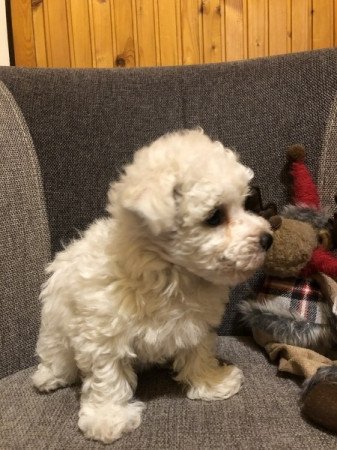 Bichon Havanese