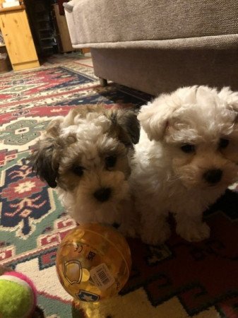 Bichon Havanese