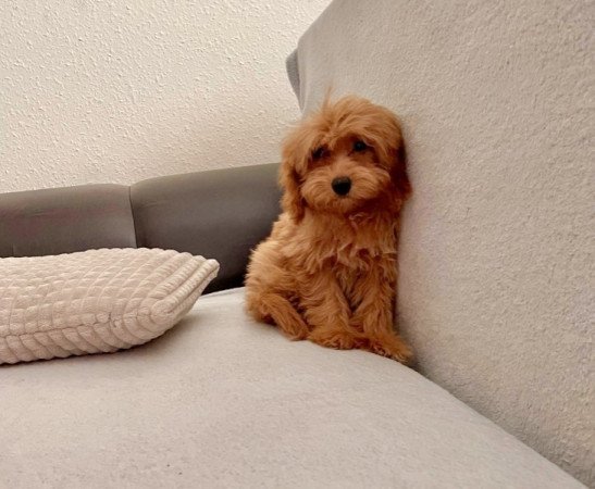 Maltipoo maltai es torpe uszkar