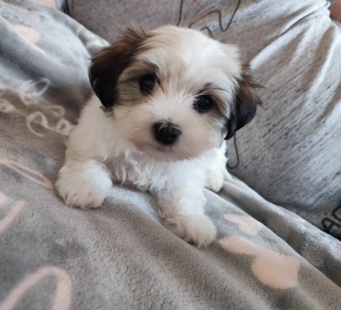 Bichon havanese