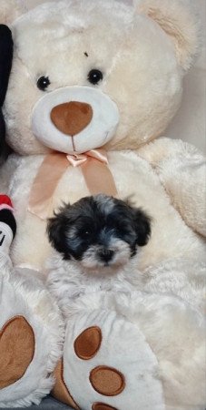 Bichon havanese