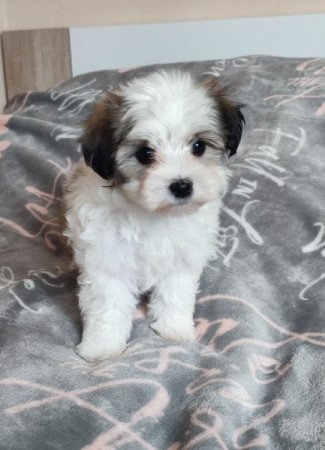 Bichon havanese