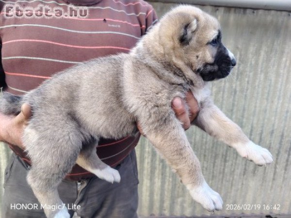 Középázsiai juhász