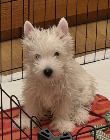 Westie