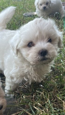 Bichon Havanese