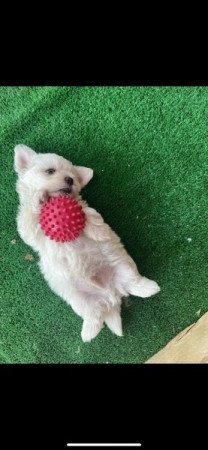 Bichon Havanese