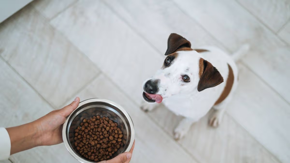 Ezzel a 3 étrendi változtatással akár 3 évvel tovább élhet a kutyád