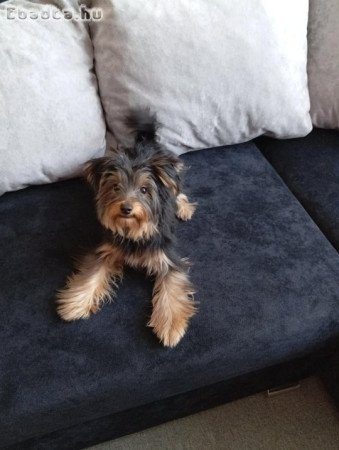 Eladó yorkshire terrier