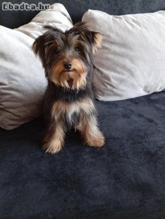 Eladó yorkshire terrier