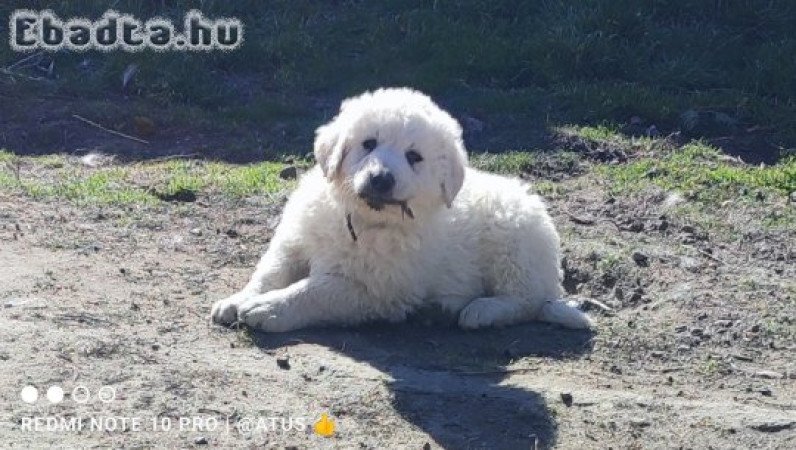 Kuvasz kölykök