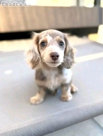 Dachshund