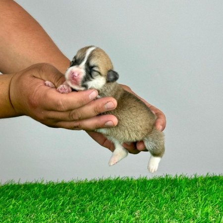 Pembroke Welsh Corgi