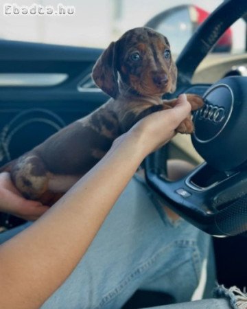 Dachshund Puppy