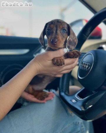 Dachshund Puppy