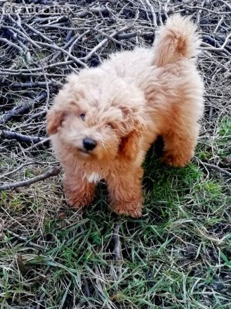 Közép Uszkár (jellegű)