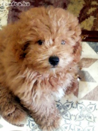 Közép Uszkár (jellegű)