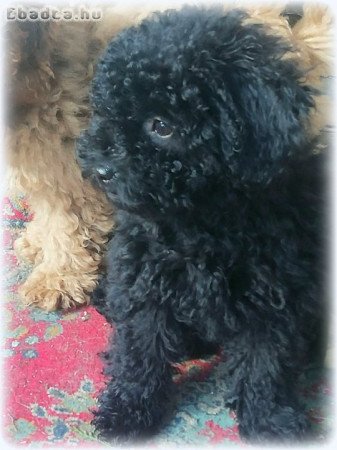 Közép Uszkár (jellegű)