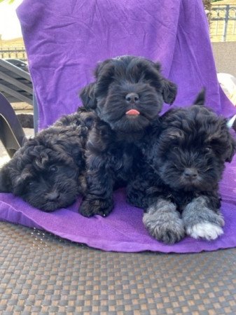 Bichon Havanese