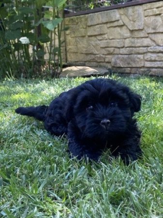 Bichon Havanese