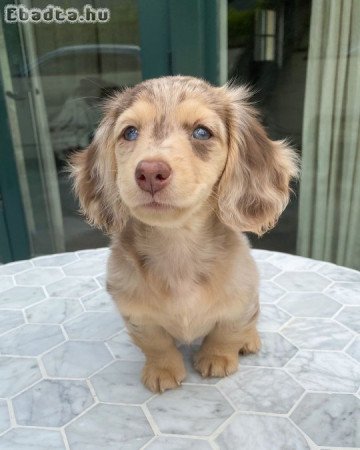 Dachshund