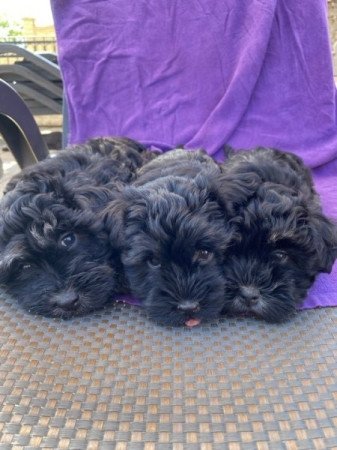 Bichon Havanese