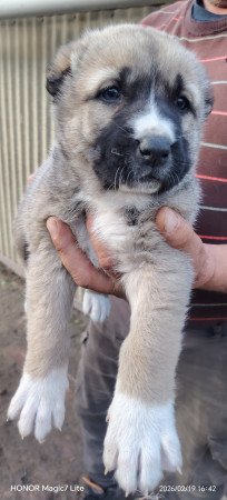 Középázsiai juhászkutya kölykök l