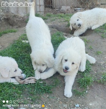 Kuvasz kölykök