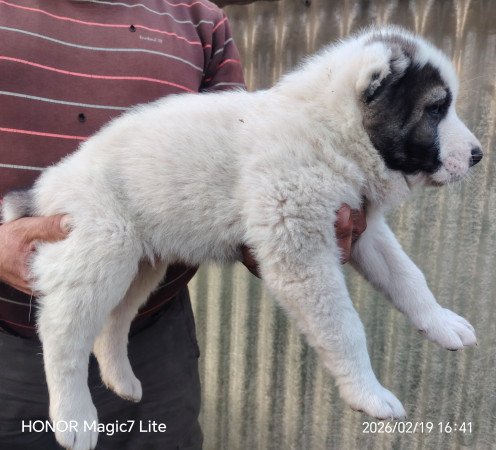 Középázsiai juhászkutya kölykök l