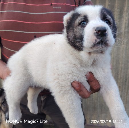 Középázsiai juhászkutya kölykök l