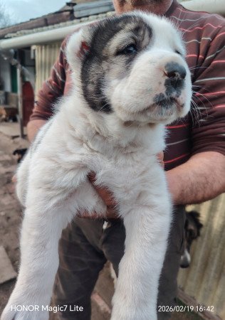 Középázsiai juhászkutya kölykök l