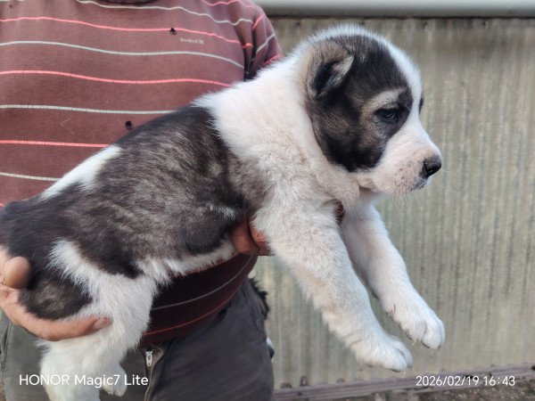 Középázsiai juhászkutya kölykök l