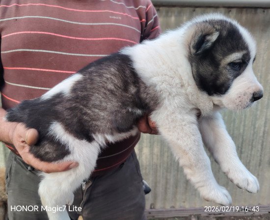 Középázsiai juhászkutya kölykök l