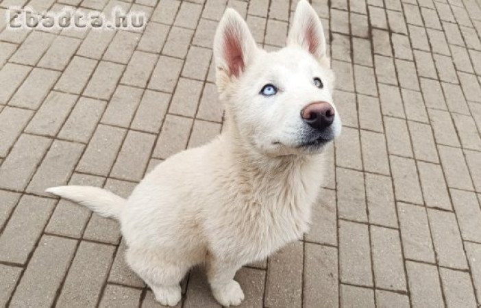 husky kiskutya