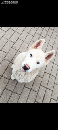 husky kiskutya