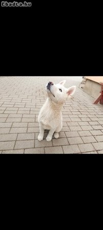 husky kiskutya